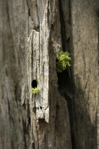 Baum Hintergrund