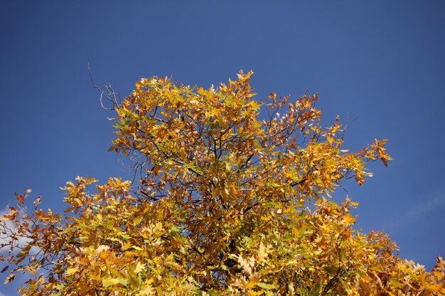 Baum Hintergrund