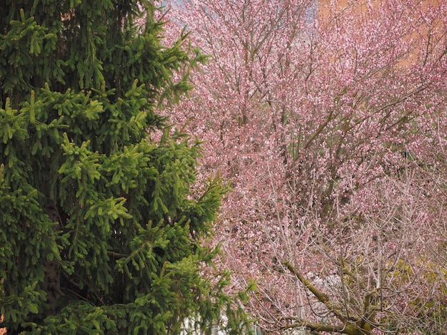 Foto baum hinterlässt hintergrund