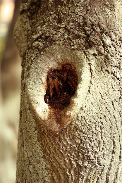 Baum hohle Nahaufnahme