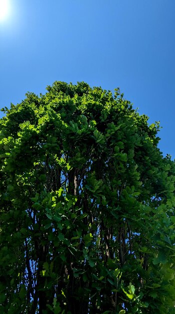 Foto baum im blauen himmel