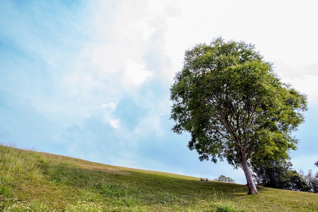 Baum im Feld isoliert