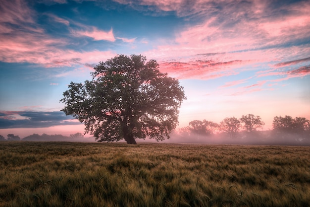 Foto baum im feld