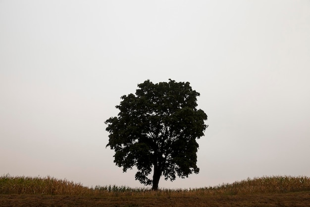 Baum im Feld