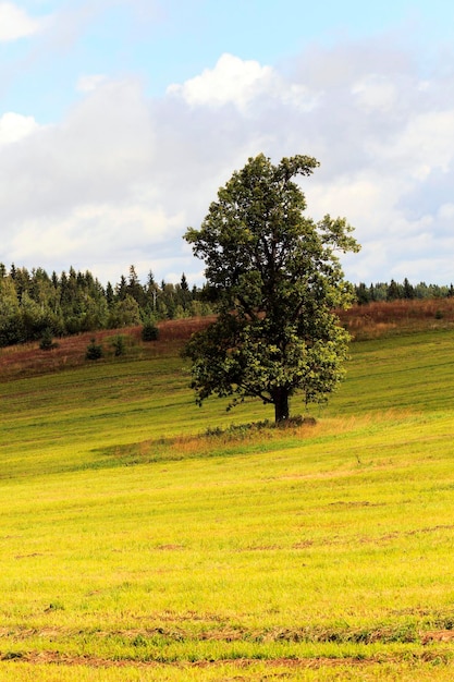 Baum im Feld