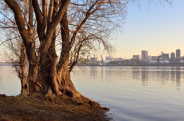 Baum im Fluss in Nowosibirsk