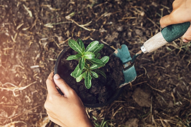 Baum im Garten pflanzen. Konzept retten Weltgrüne Erde