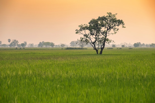 Baum im grünen Getreidefeld mit Sonnenunterganghimmelhintergrund Thailand.