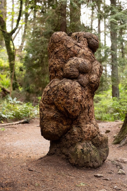 Baum im grünen kanadischen Waldleuchtturmpark Westvancouver