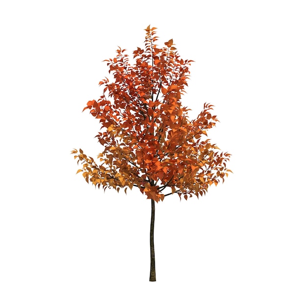 Baum im Herbst isoliert auf weißem Hintergrund, 3D-Darstellung, cg-Rendering