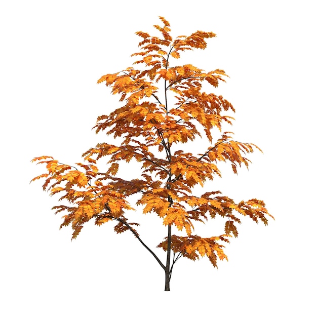 Baum im Herbst isoliert auf weißem Hintergrund, 3D-Darstellung, cg-Rendering