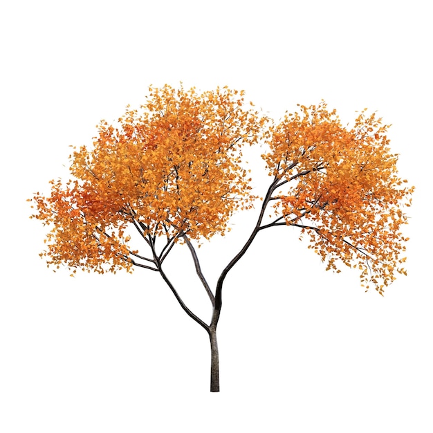 Baum im Herbst isoliert auf weißem Hintergrund, 3D-Darstellung, cg-Rendering