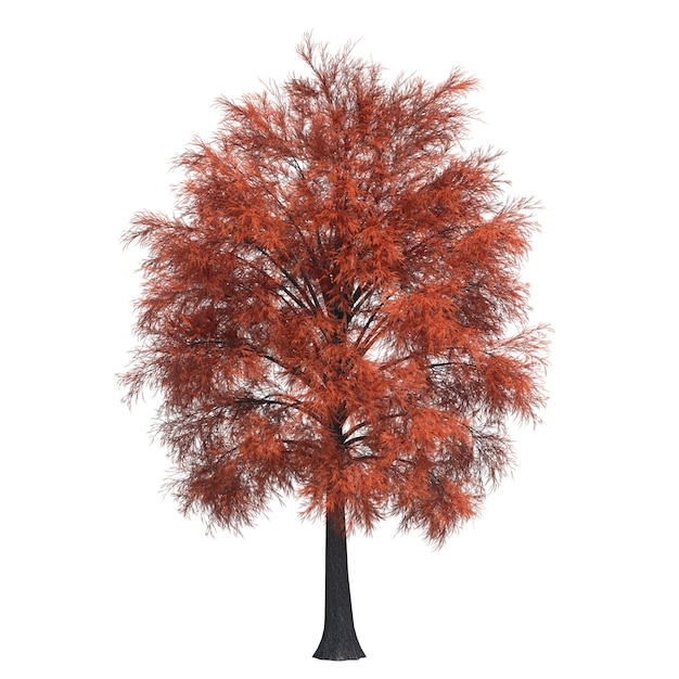 Baum im Herbst isoliert auf weißem Hintergrund, 3D-Darstellung, cg-Rendering