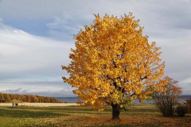 Foto baum im herbst