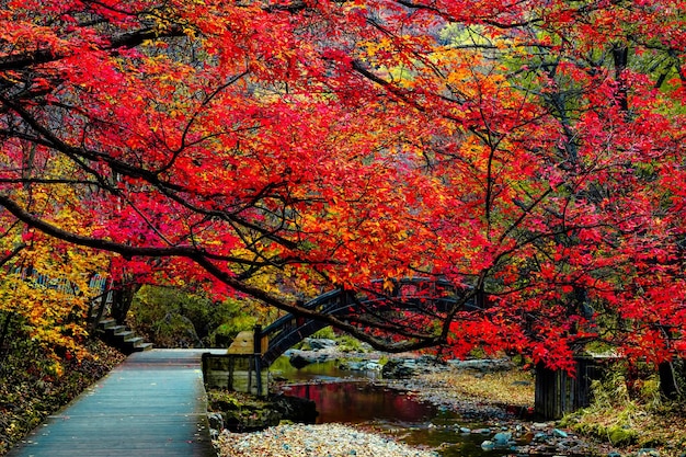 Foto baum im herbst