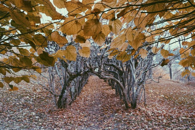 Foto baum im herbst