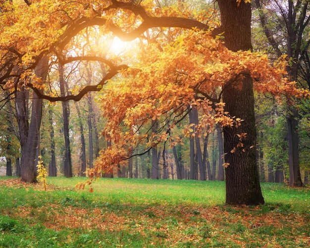 Baum im Herbst