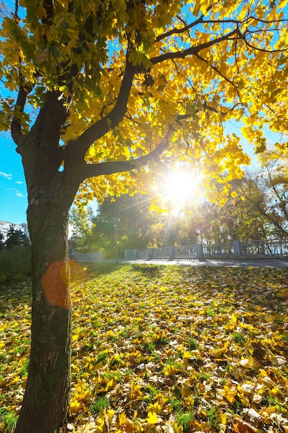 Baum im Herbst