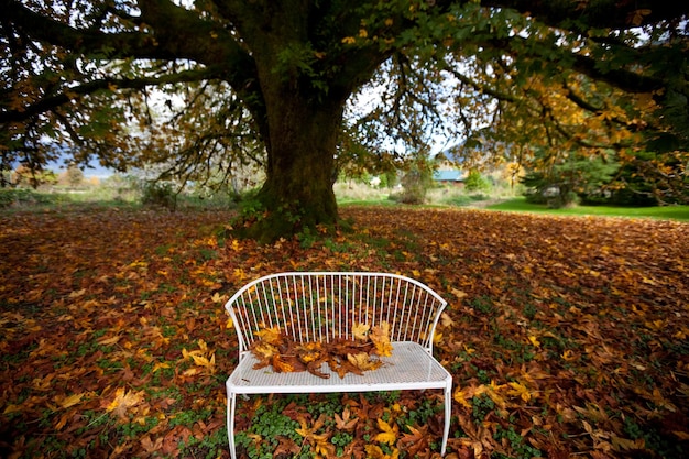 Baum im Herbst