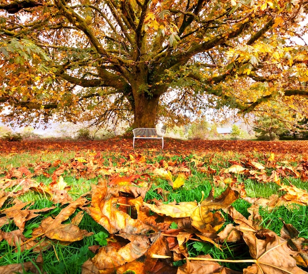 Foto baum im herbst