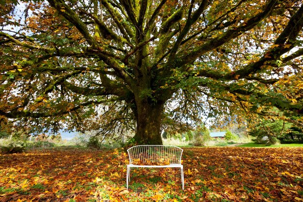 Baum im Herbst