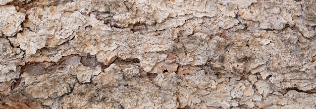 Baum im Hintergrund Baummuster Detailansicht eines Holzmusters auf dem Baum