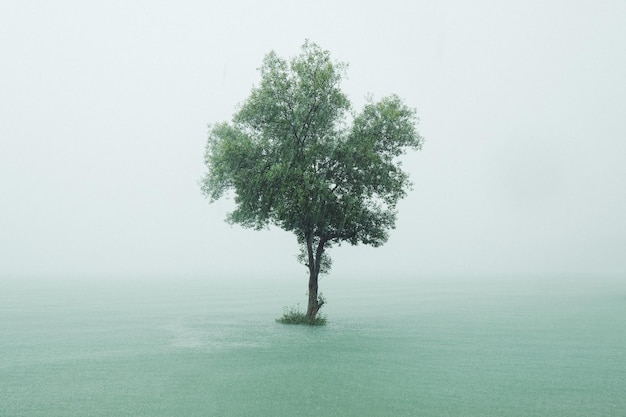 Baum im Meer gegen den Himmel