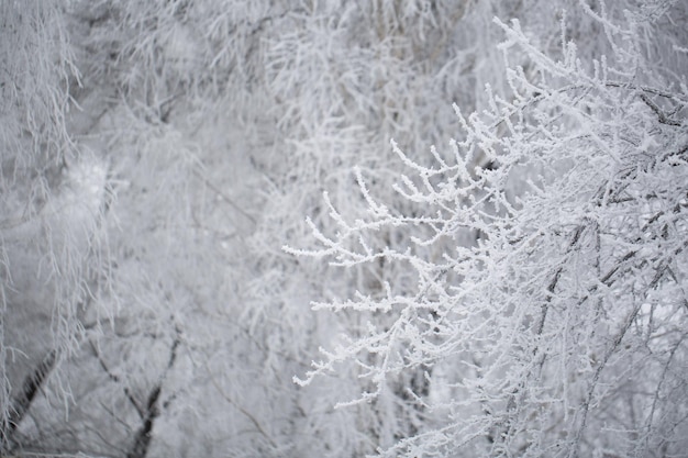 Baum im Schnee