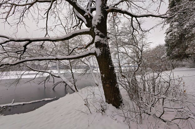 Baum im Schnee