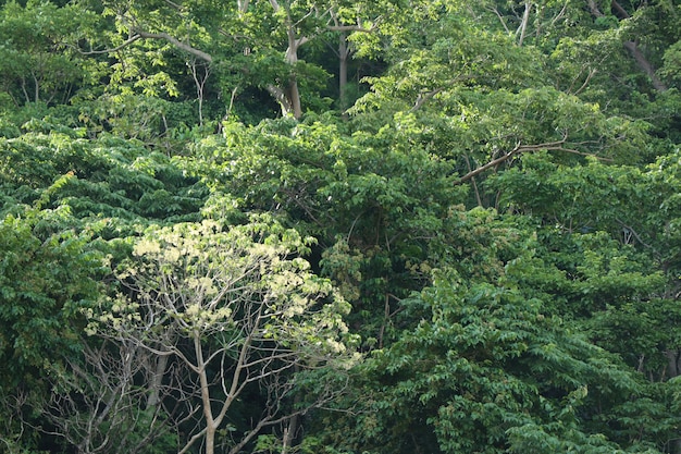 Baum im tropischen