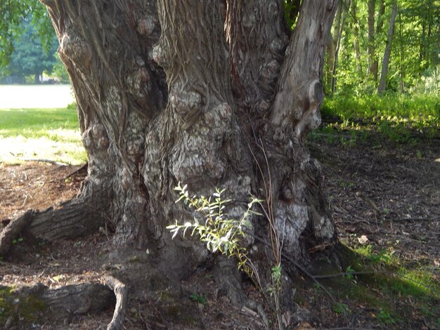 Foto baum im wald