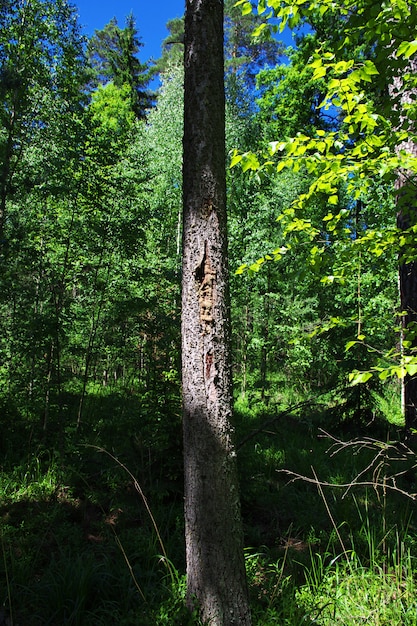 Baum im Wald