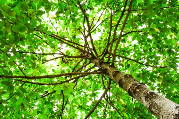 Baum im Wald