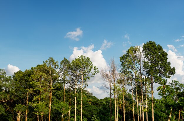 Baum im Wald