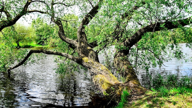 Baum im Wasser, malerische Ansicht des Sees im Wald, grüner Park ist Sommerzeit