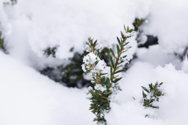 Baum im Winter Schnee