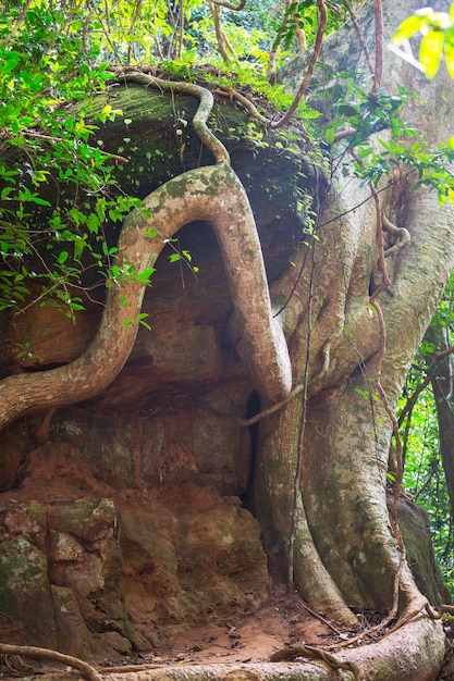 Baum in Angkor