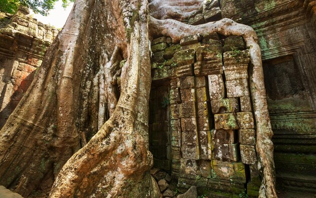 Baum in Angkor