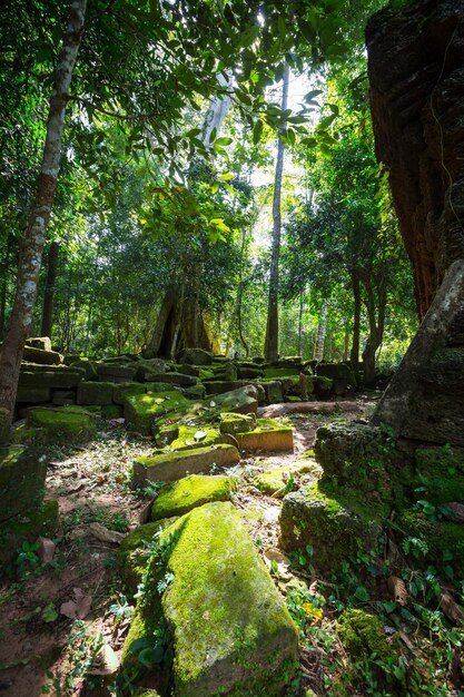 Baum in Angkor