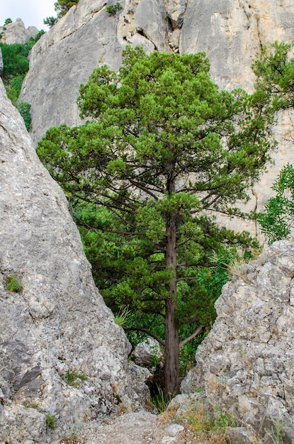 Foto baum in den felsen