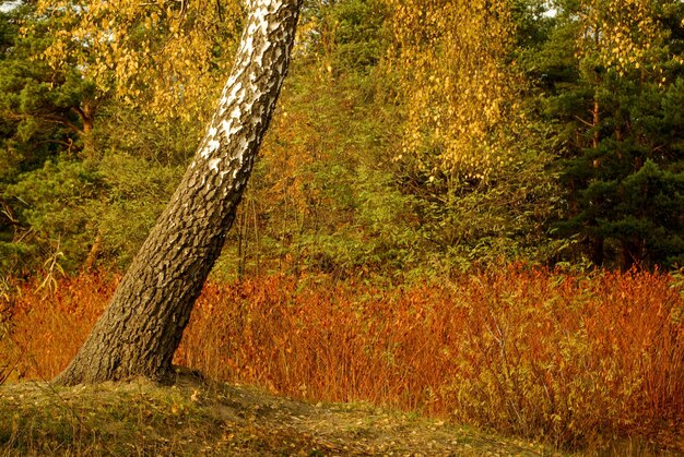 Baum in der Herbstsaison