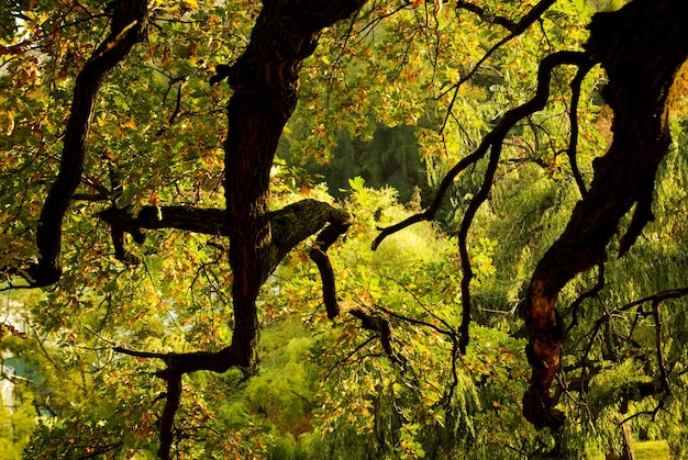 Baum in der Herbstsaison