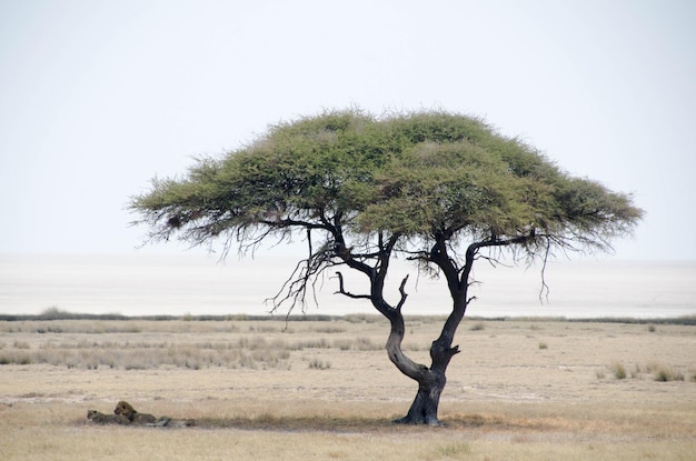 Foto baum in der landschaft vor klarem himmel