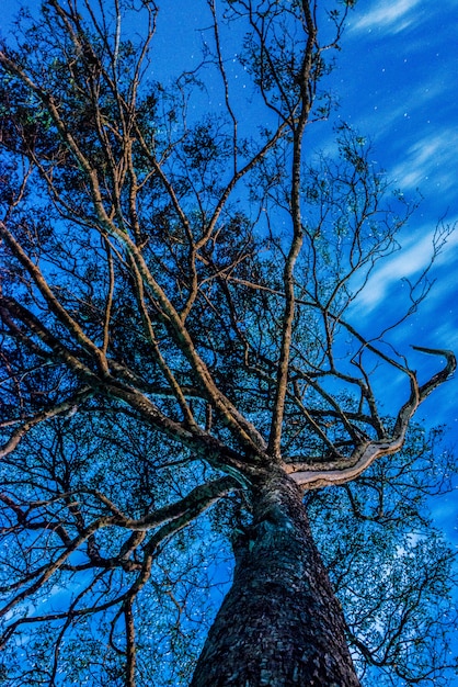 Baum in der Nacht