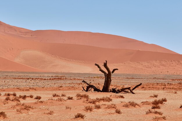 Foto baum in der namib-wüste