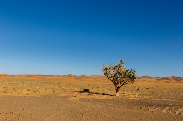 Baum in der Sahara-Wüste