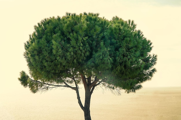 Foto baum in der wüste gegen den himmel