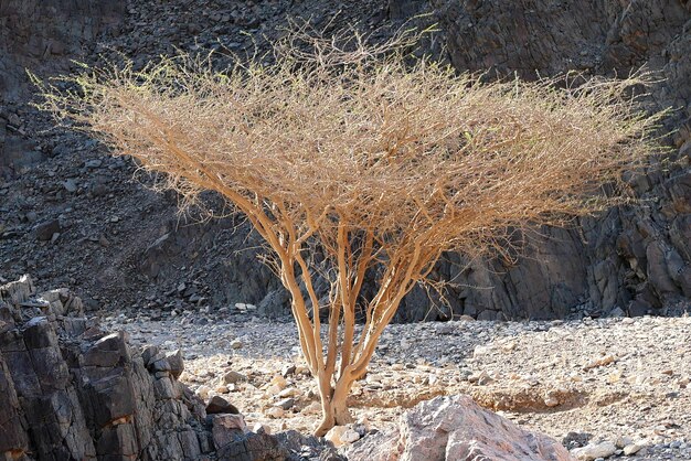 Foto baum in der wüste