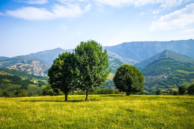 Baum in einem Feld in Picos de Europa Asturien Spanien