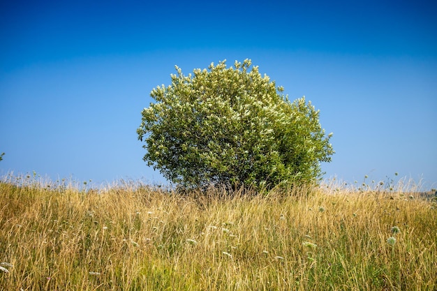 Baum in einem Feld Kantabrien Spanien